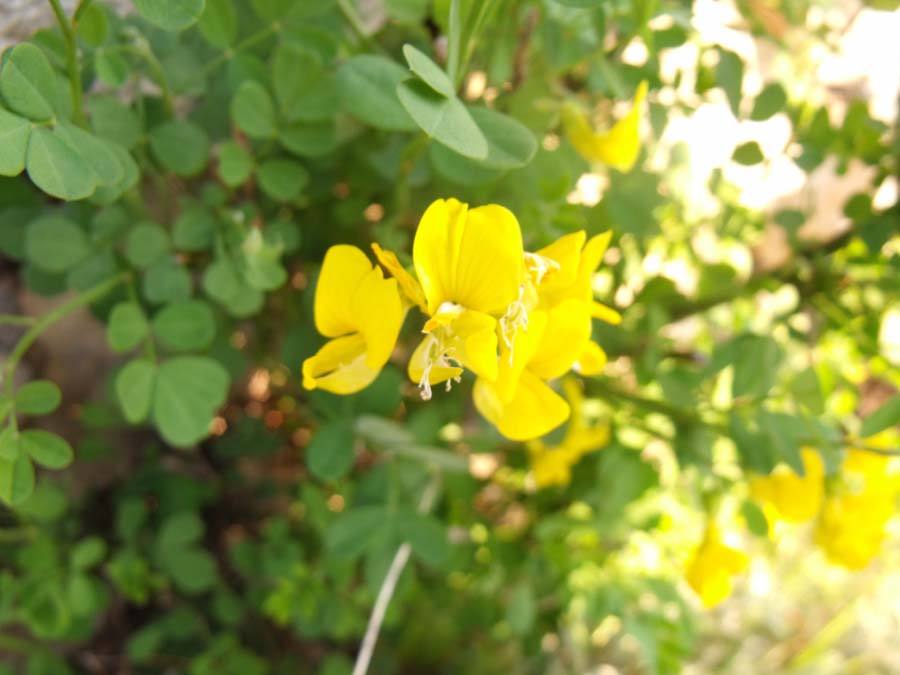 Coronilla?